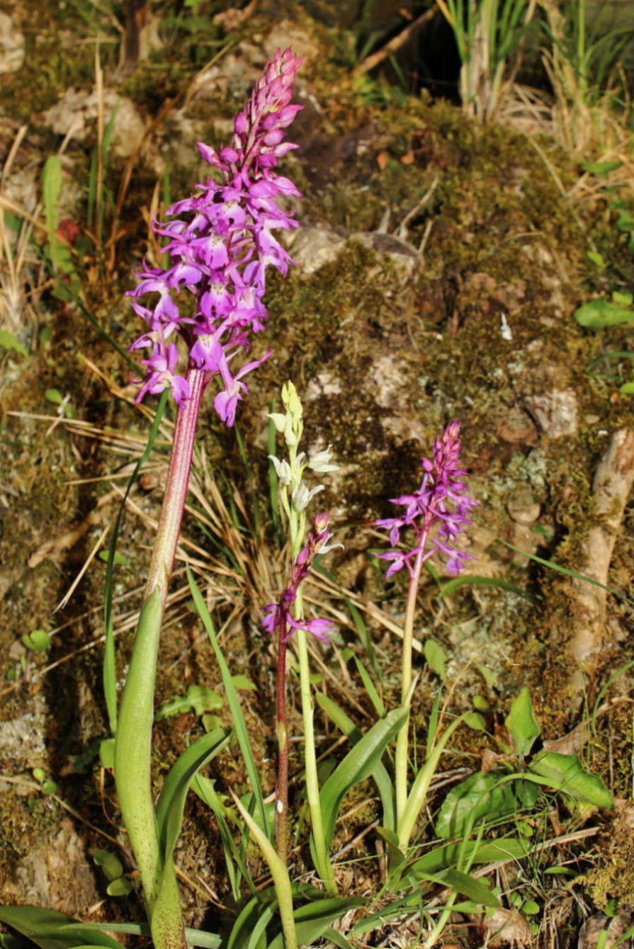 Ibrido o lusus albino